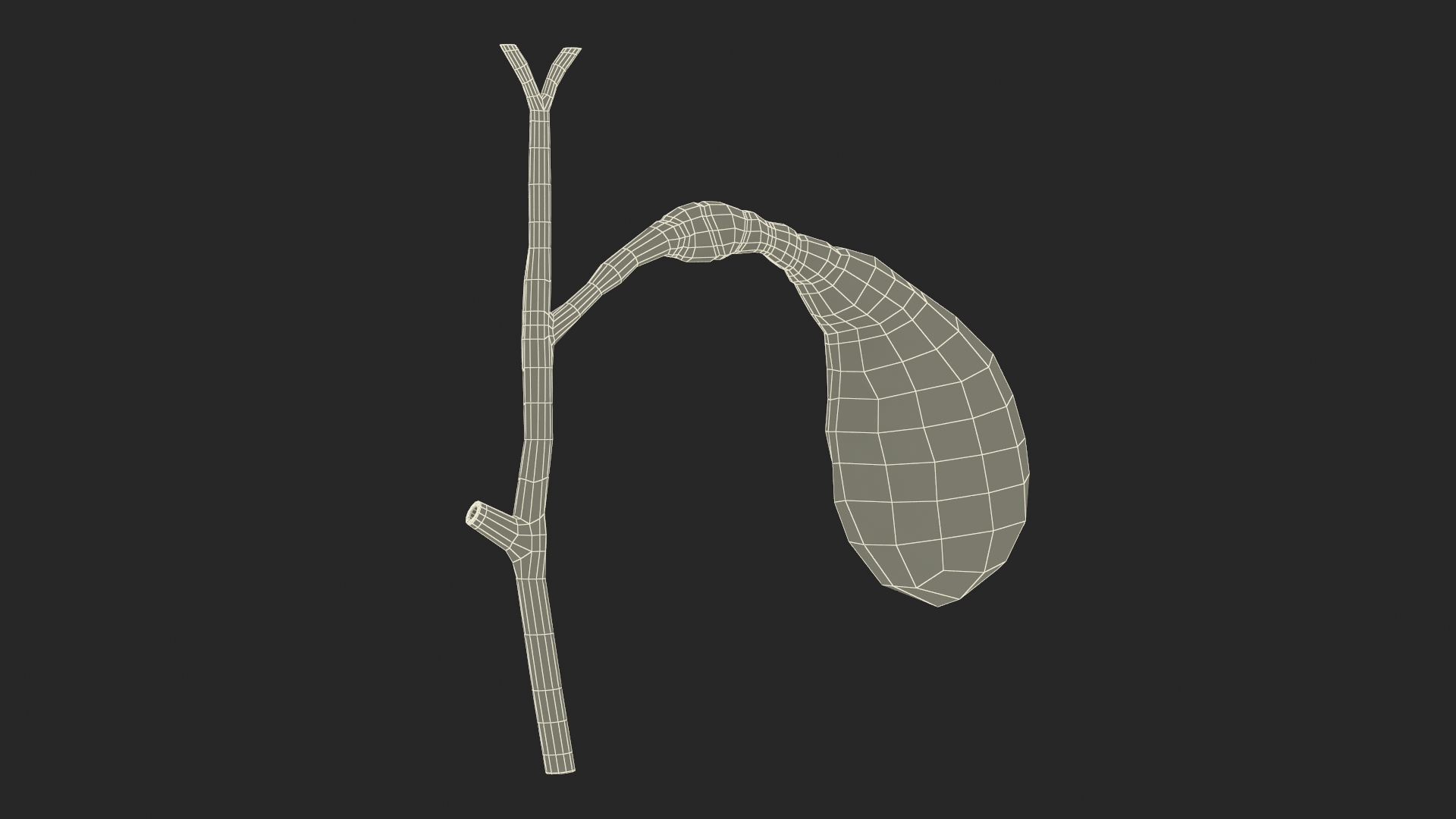 Gall Bladder Cut Plastic 3D model