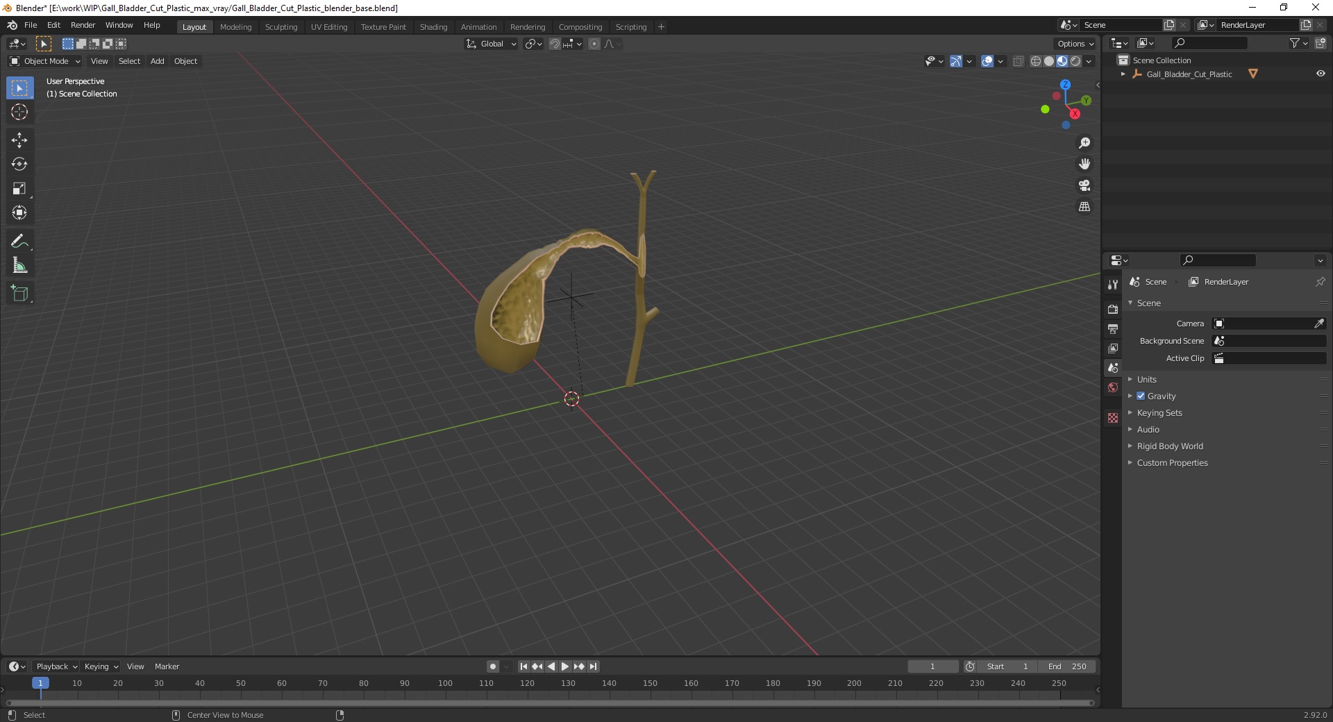 Gall Bladder Cut Plastic 3D model