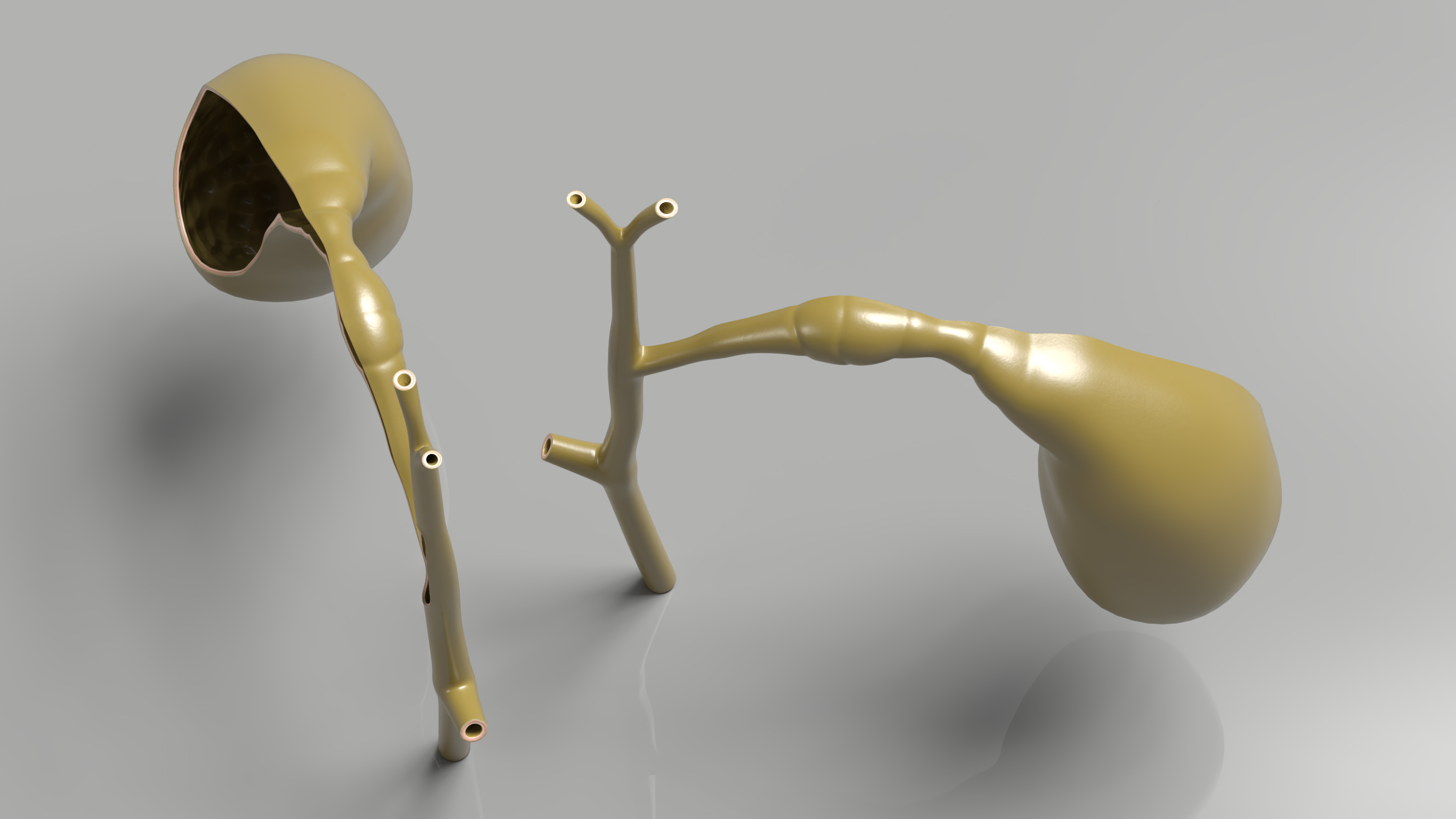 Gall Bladder Cut Plastic 3D model