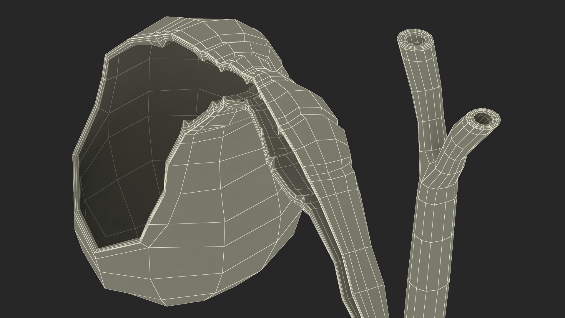 Gall Bladder Cut Plastic 3D model
