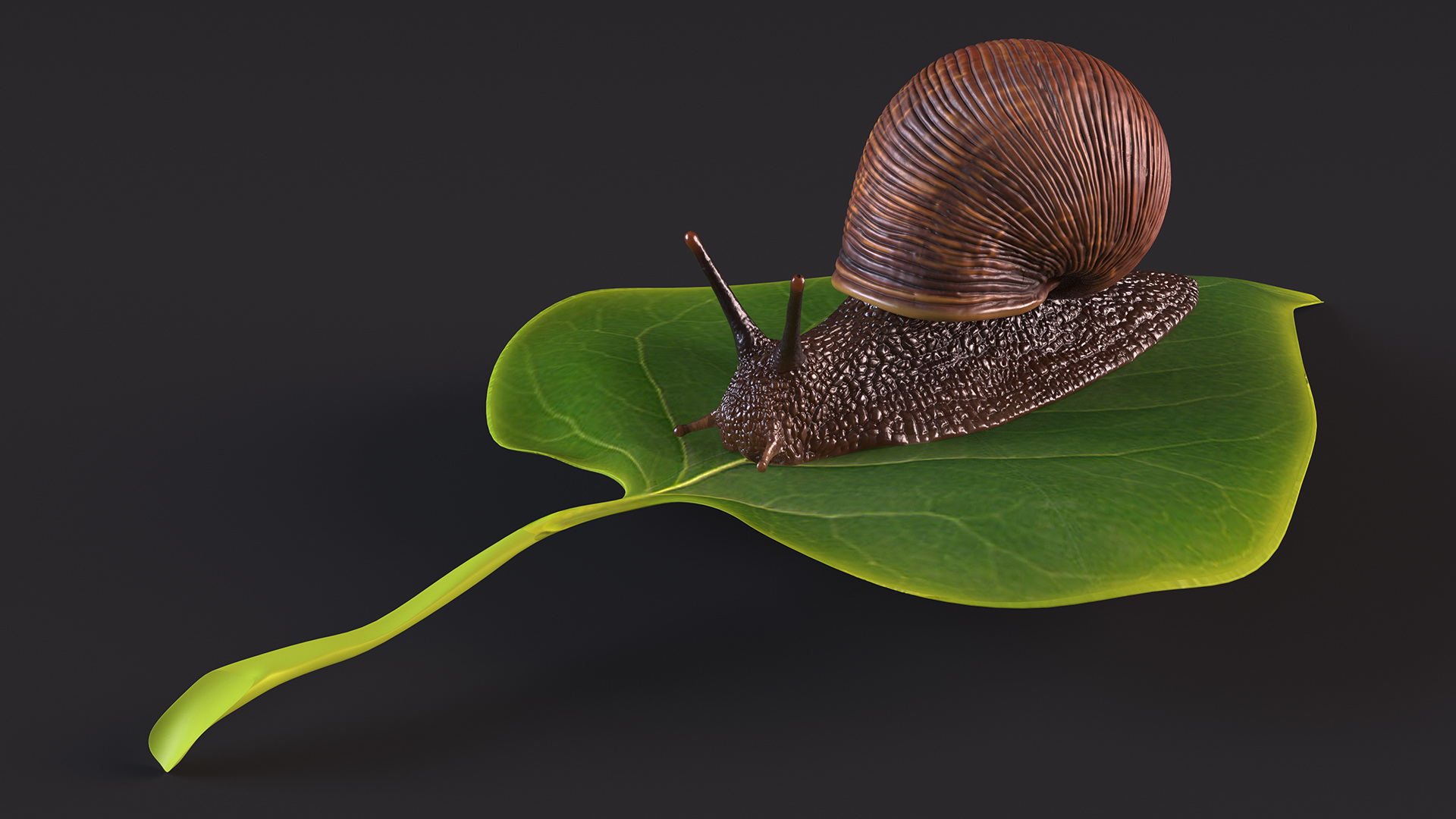 Garden Snail Crawls on a Leaf 3D model