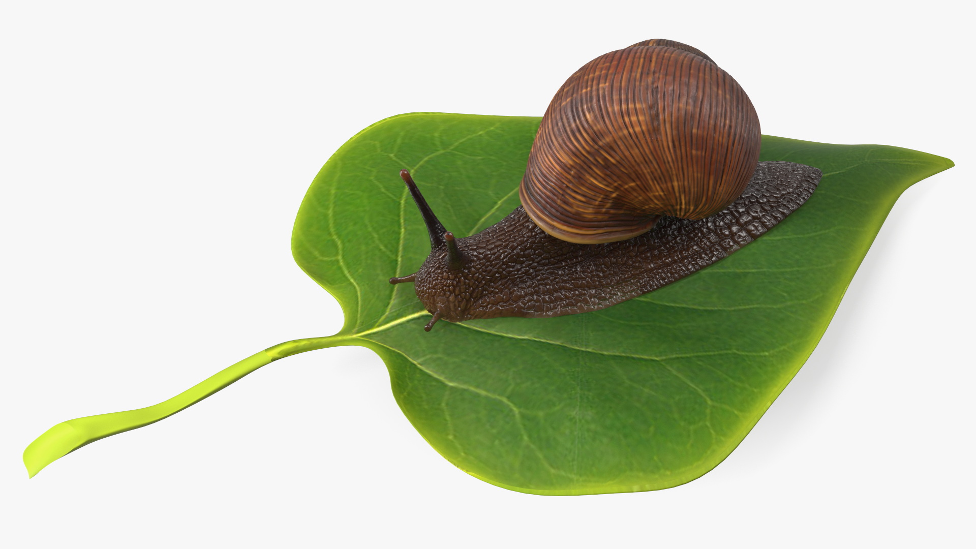 Garden Snail Crawls on a Leaf 3D model