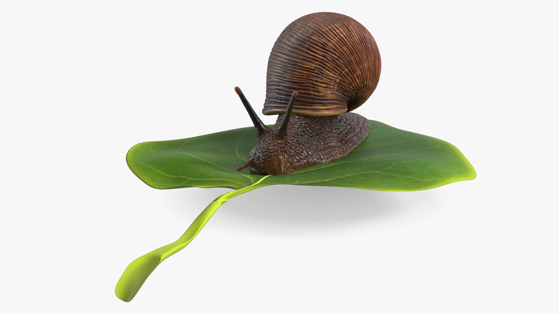 Garden Snail Crawls on a Leaf 3D model