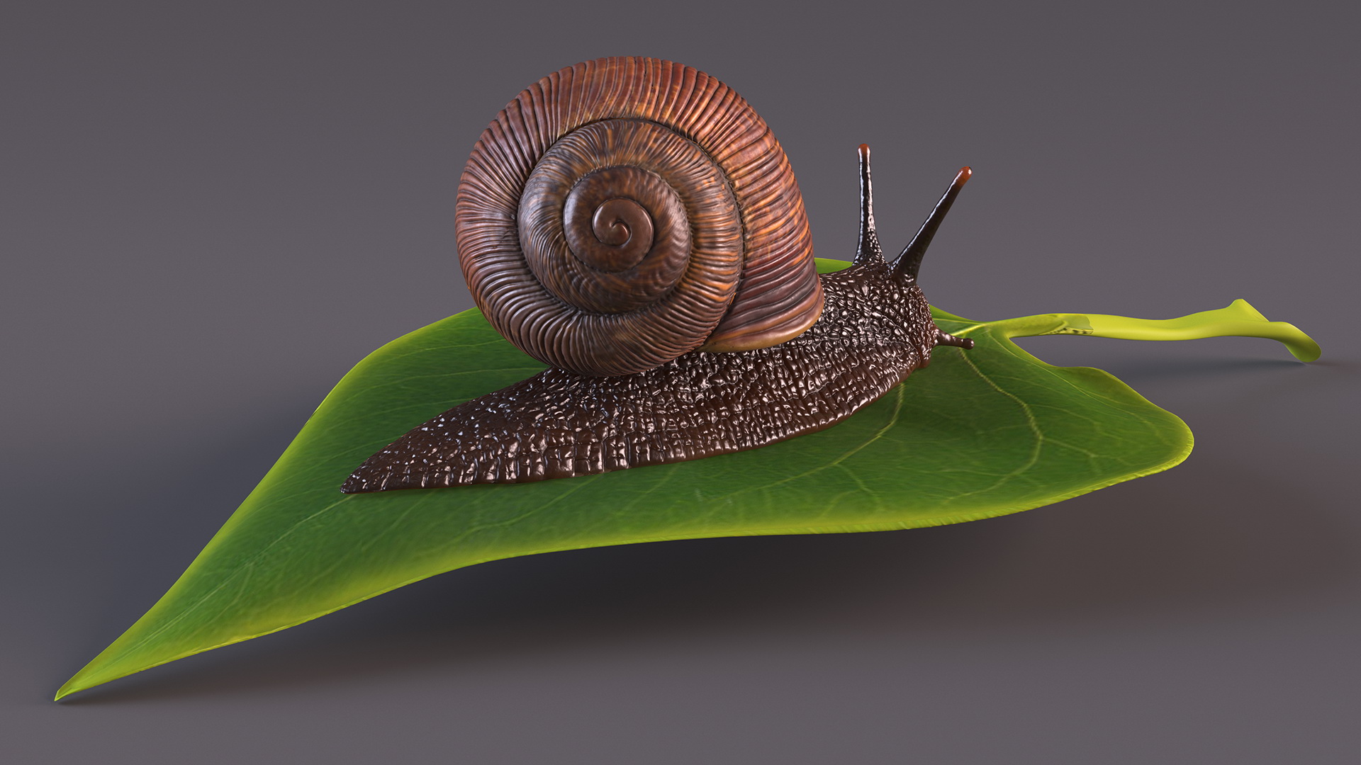 Garden Snail Crawls on a Leaf 3D model