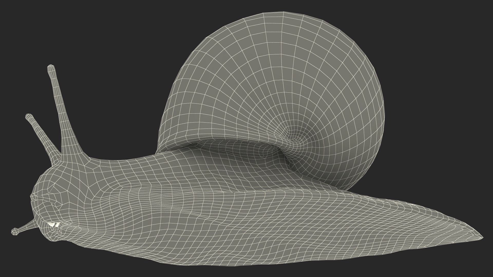 Garden Snail Crawls on a Leaf 3D model