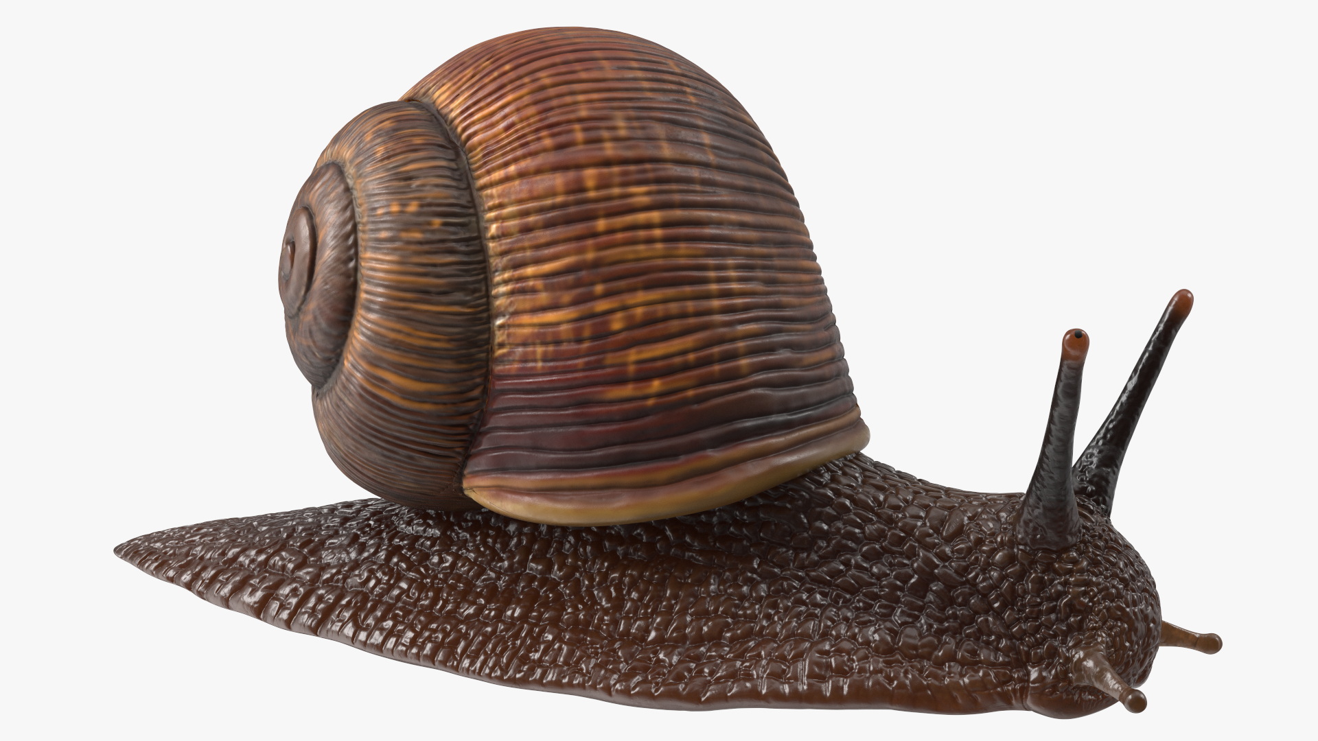 Garden Snail Crawls on a Leaf 3D model