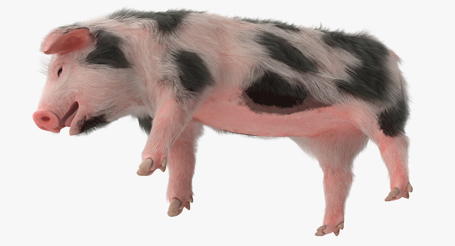Pig Piglet Pietrain with Fur Standing Pose 3D