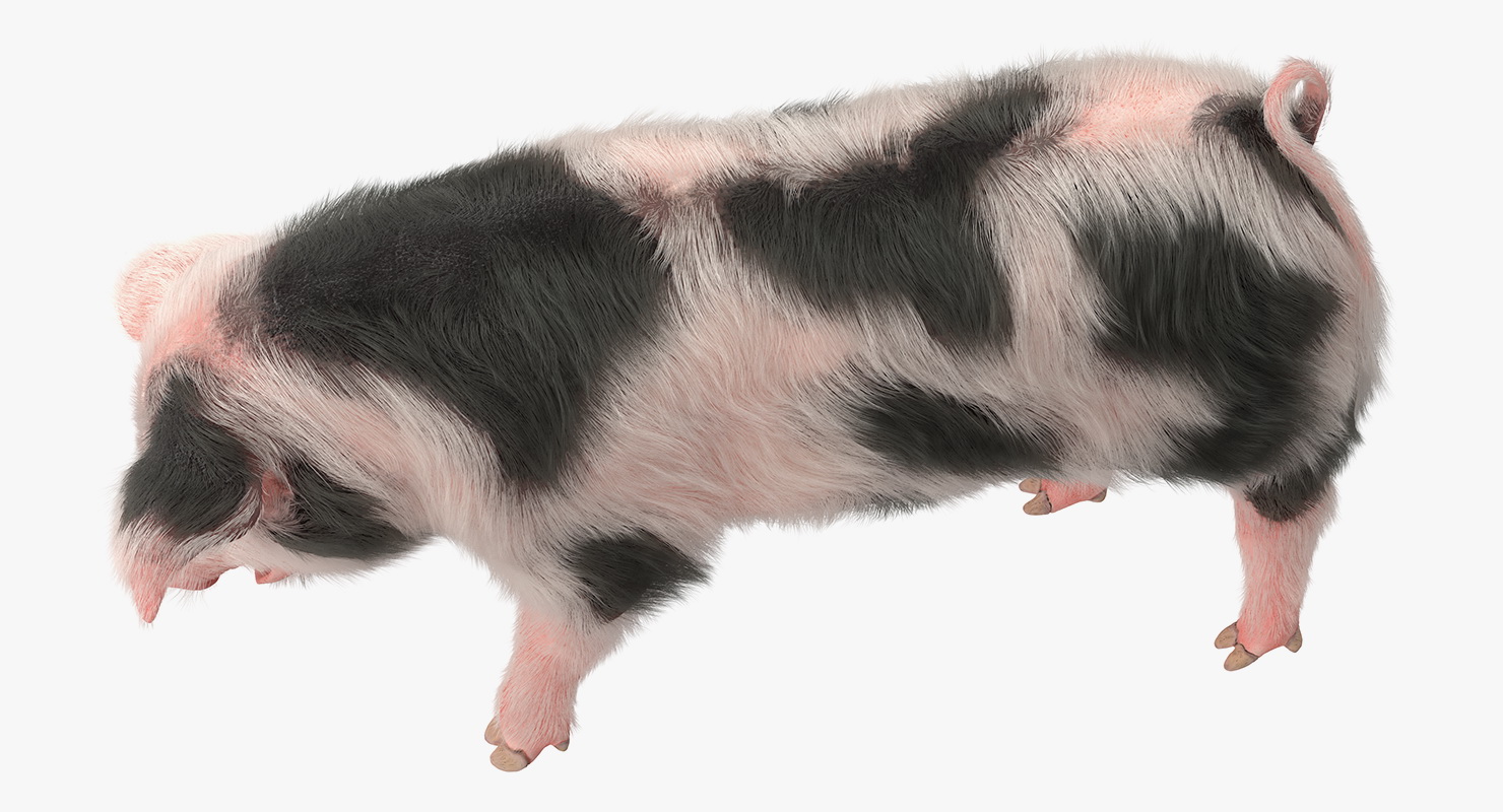 Pig Piglet Pietrain with Fur Standing Pose 3D