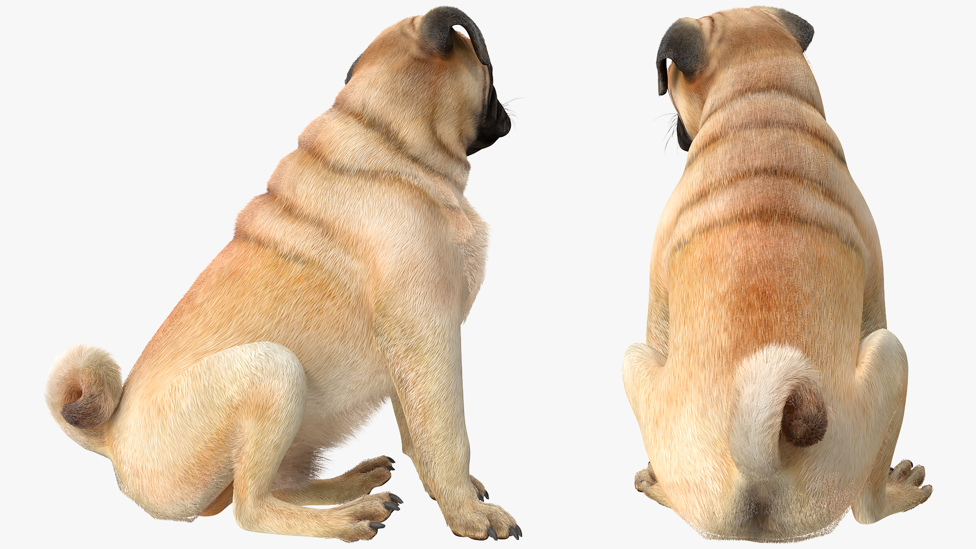 Pug Dog Sitting Pose Fur 3D model