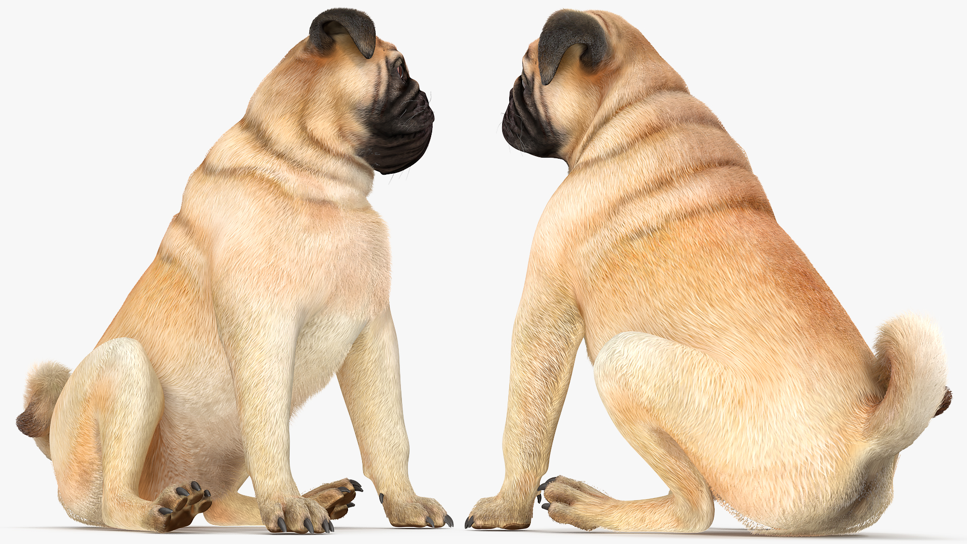 Pug Dog Sitting Pose Fur 3D model