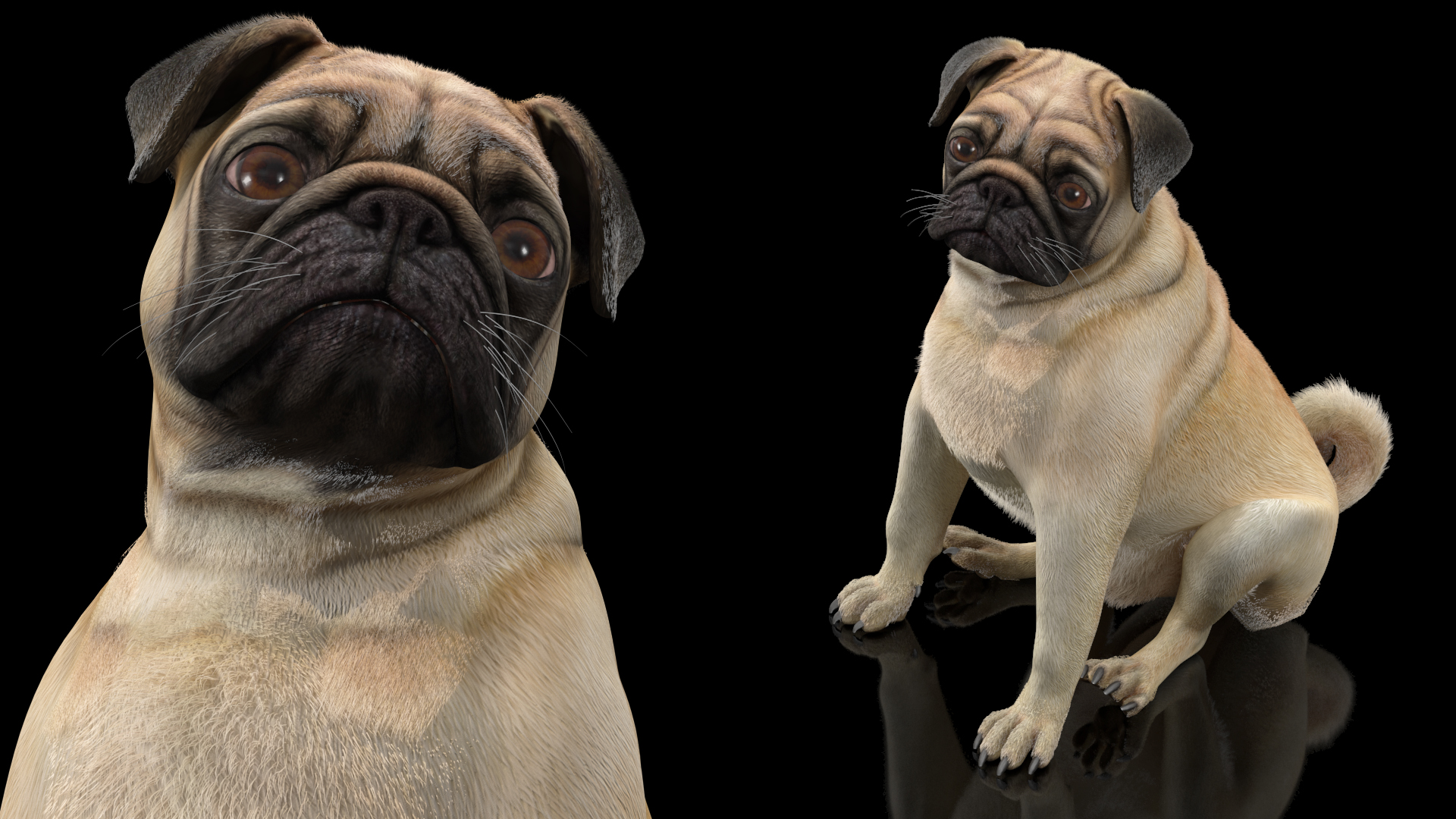 Pug Dog Sitting Pose Fur 3D model