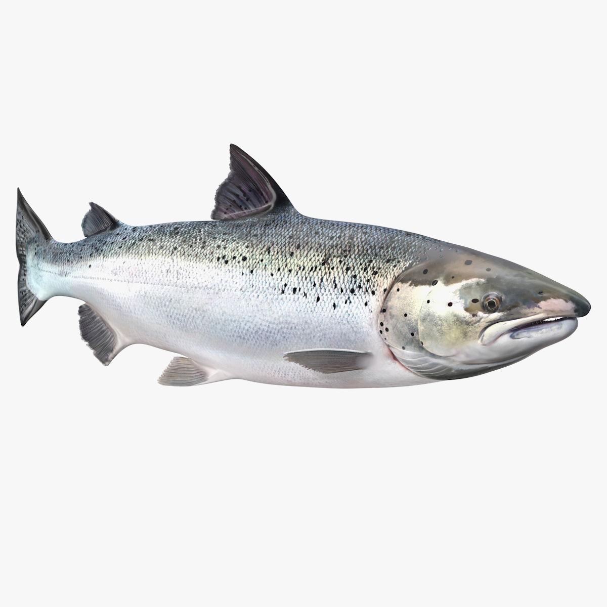 Animated Swims Atlantic Salmon Fish Rigged, view 5