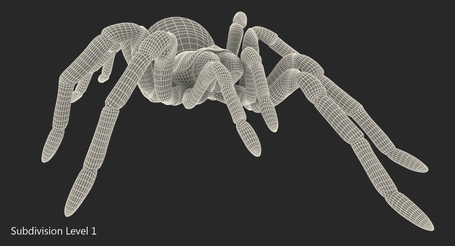 Bird Eating Spider Walkig Pose with Fur 3D model