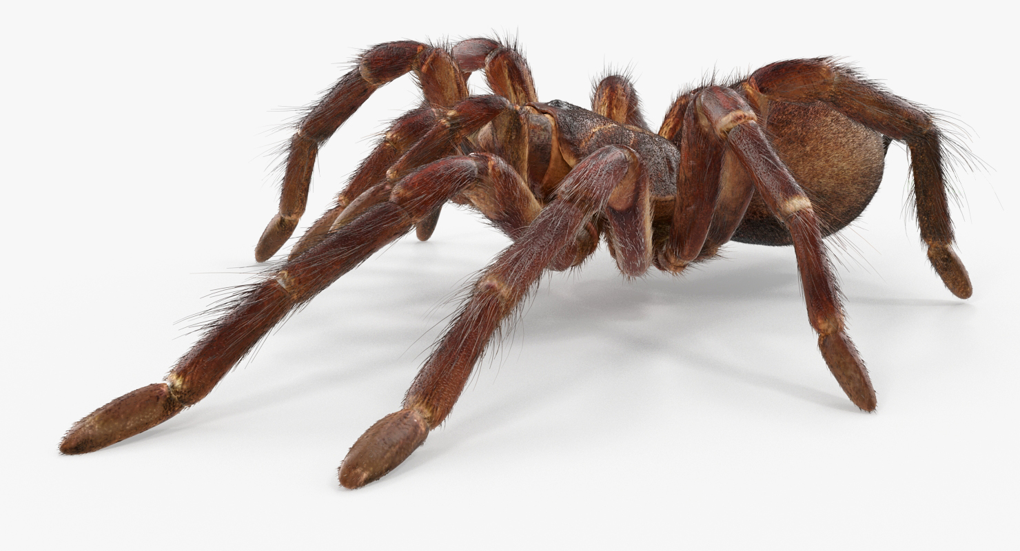 Bird Eating Spider Walkig Pose with Fur 3D model
