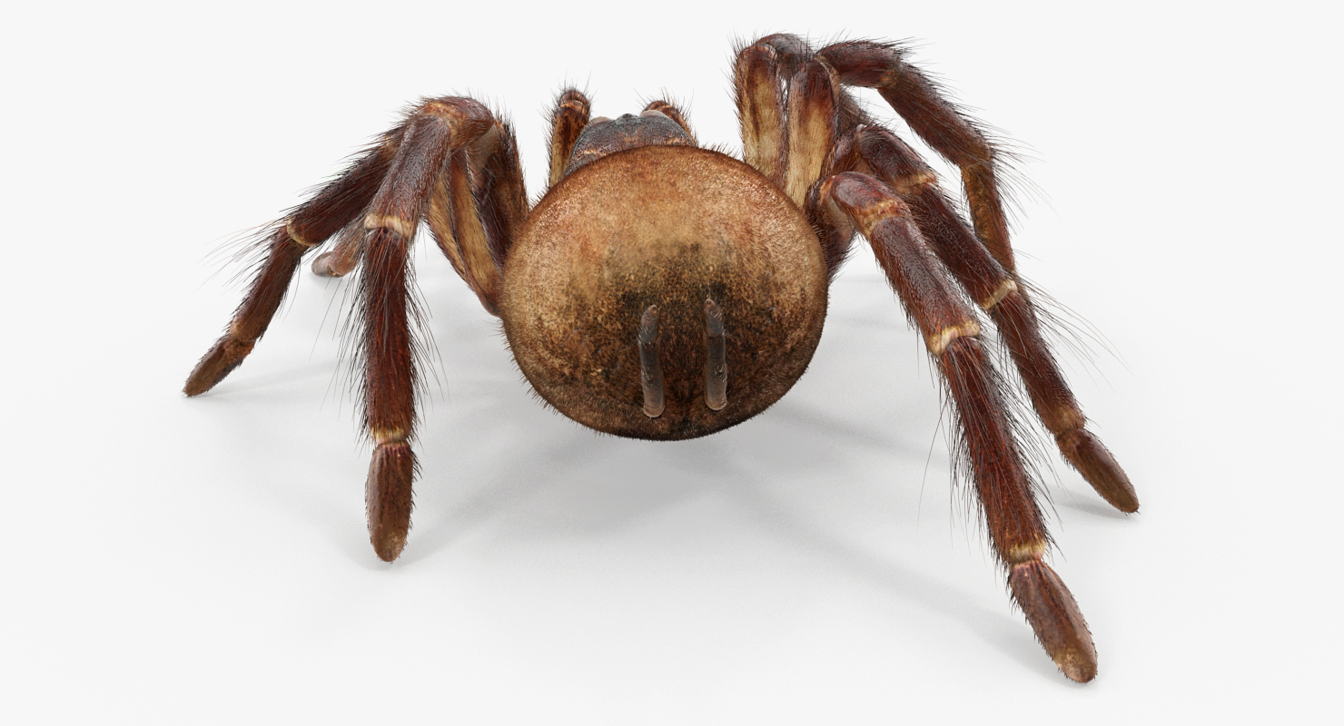 Bird Eating Spider Walkig Pose with Fur 3D model