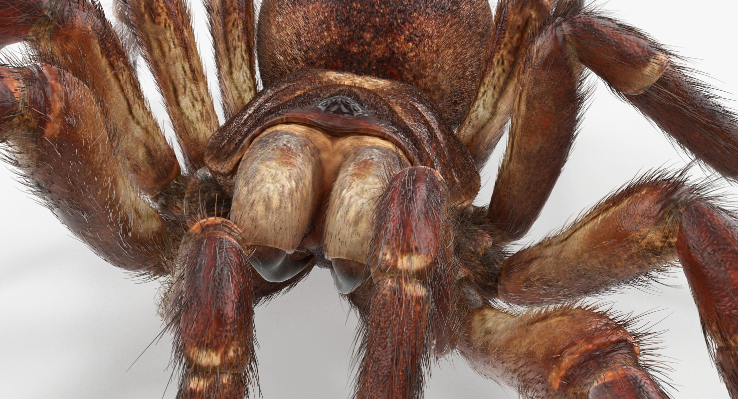 Bird Eating Spider Walkig Pose with Fur 3D model