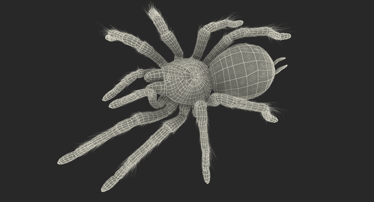 Bird Eating Spider Walkig Pose with Fur 3D model