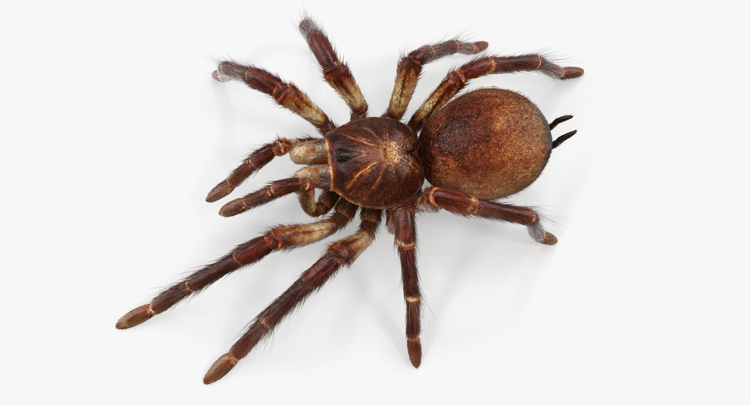 Bird Eating Spider Walkig Pose with Fur 3D model