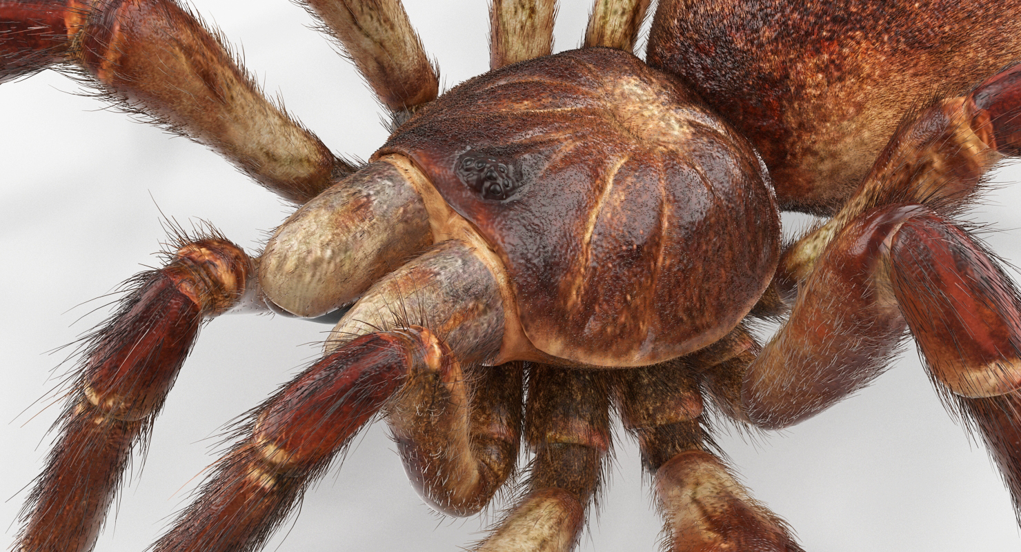 Bird Eating Spider Walkig Pose with Fur 3D model