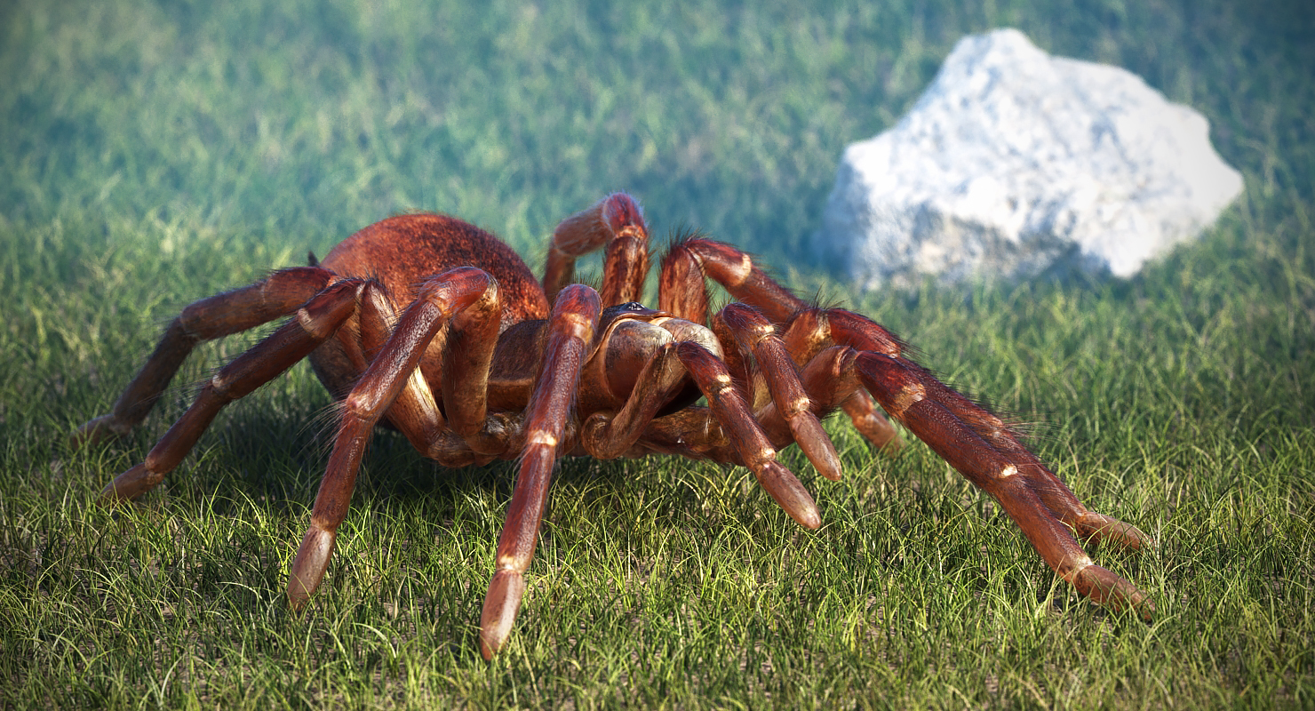 Bird Eating Spider Walkig Pose with Fur 3D model