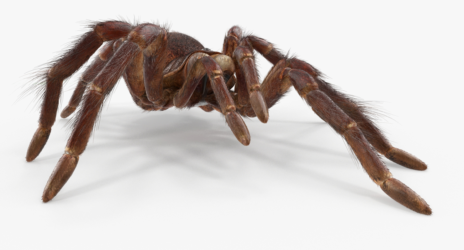 Bird Eating Spider Walkig Pose with Fur 3D model