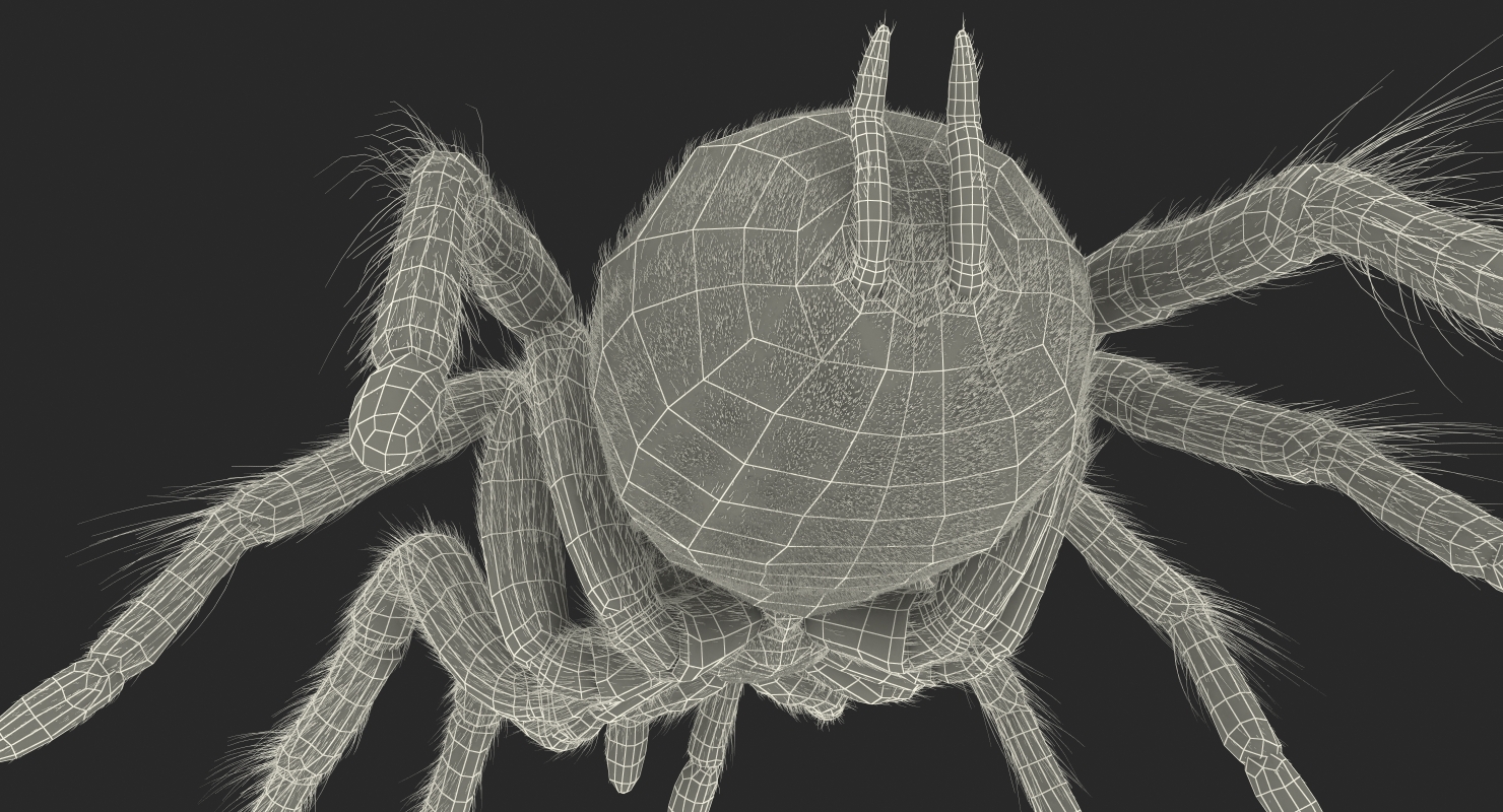 Bird Eating Spider Walkig Pose with Fur 3D model