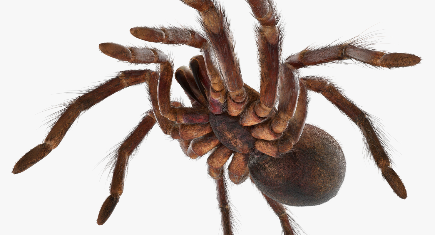 Bird Eating Spider Walkig Pose with Fur 3D model