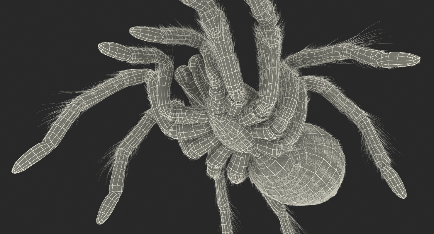 Bird Eating Spider Walkig Pose with Fur 3D model