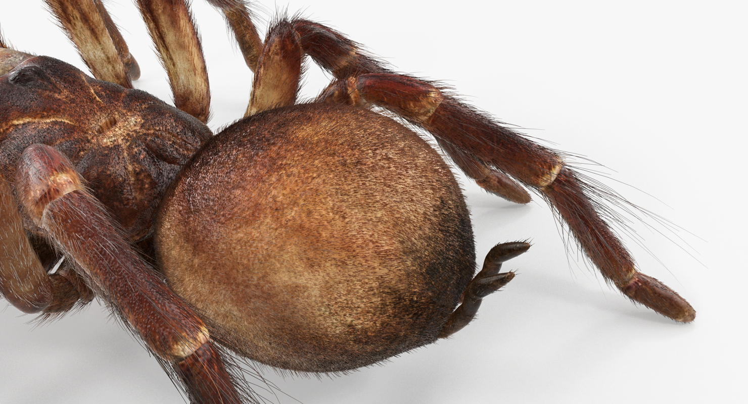Bird Eating Spider Walkig Pose with Fur 3D model