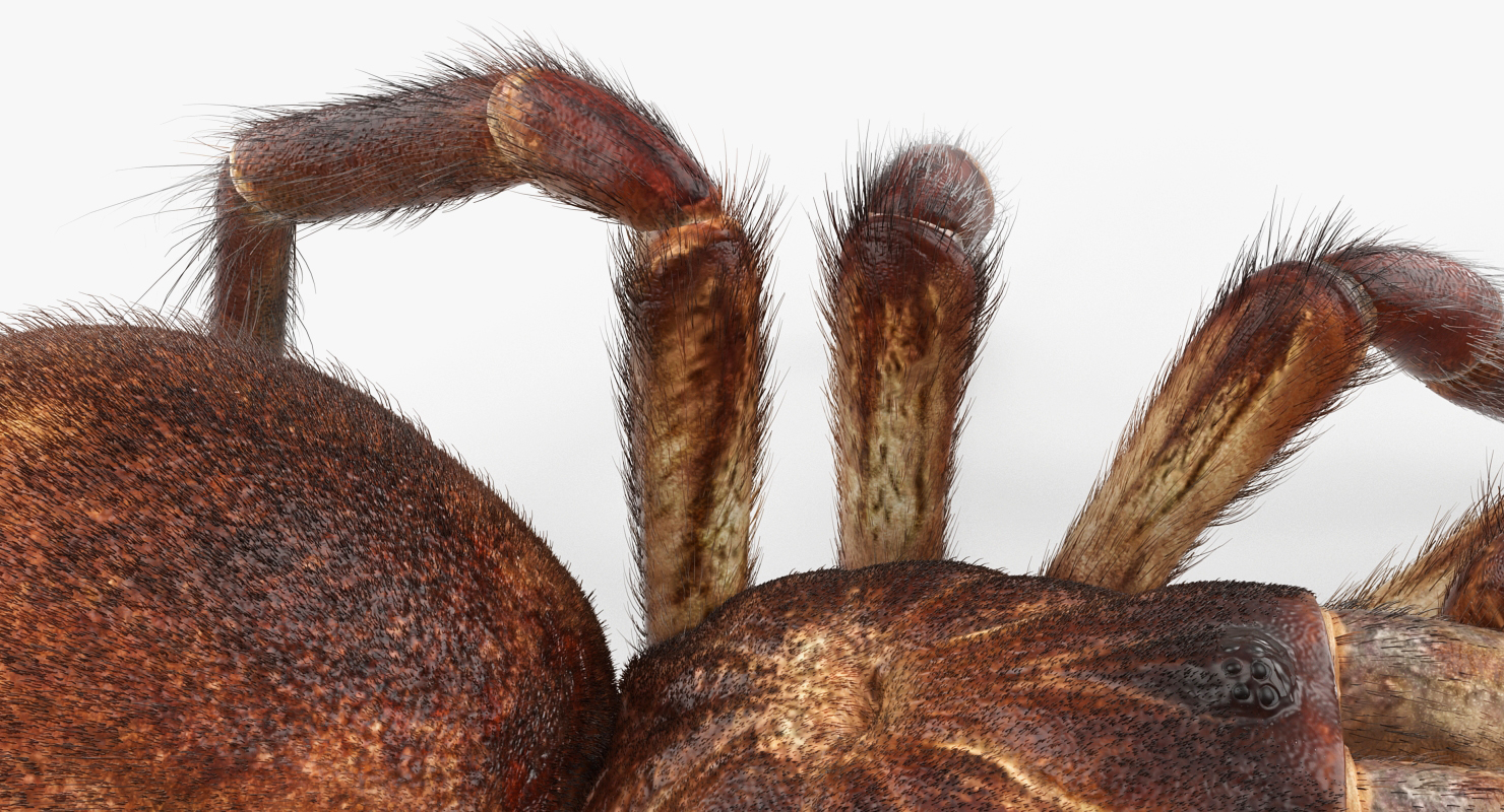 Bird Eating Spider Walkig Pose with Fur 3D model