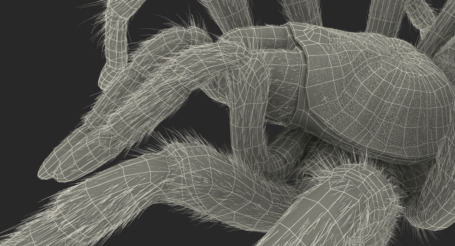 Bird Eating Spider Walkig Pose with Fur 3D model