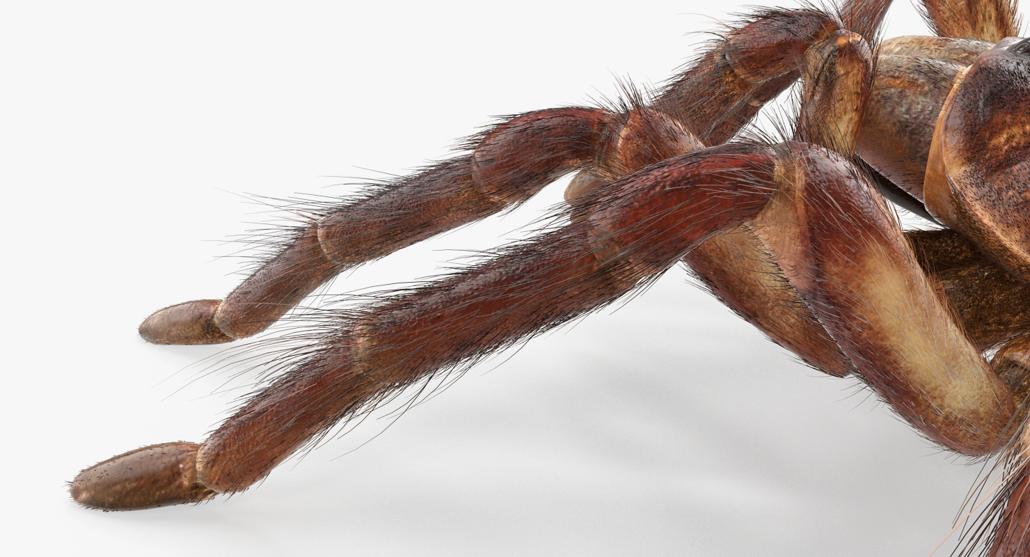 Bird Eating Spider Walkig Pose with Fur 3D model