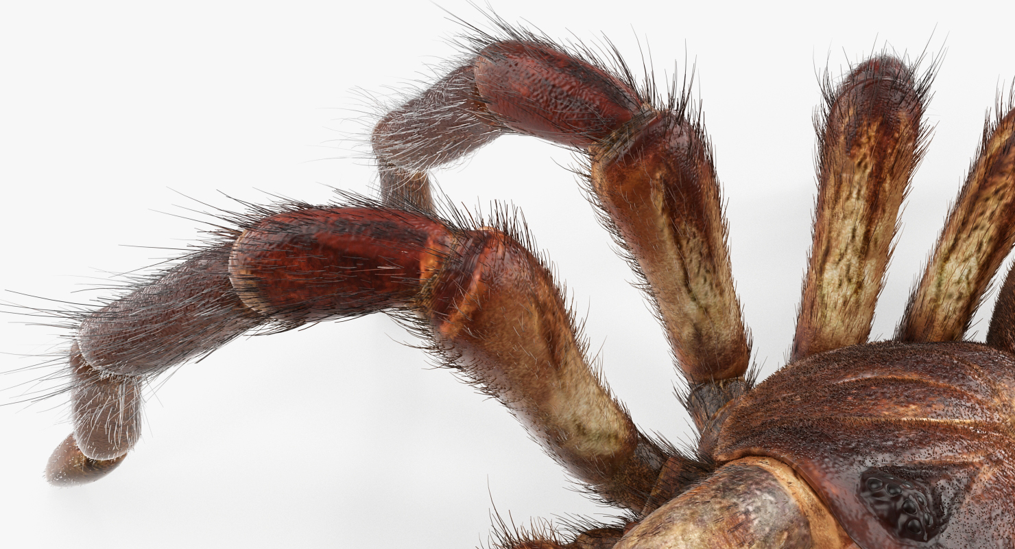 Bird Eating Spider Walkig Pose with Fur 3D model