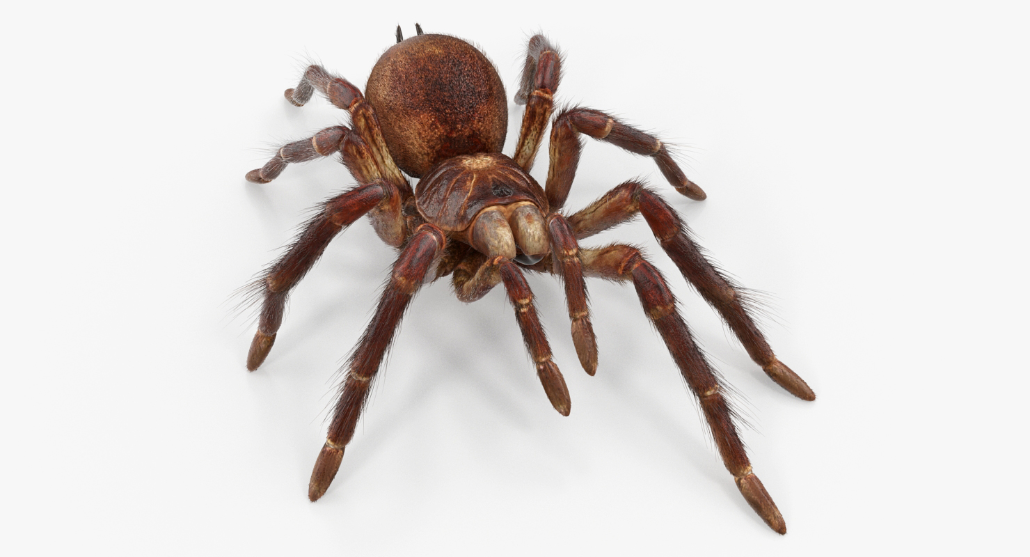 Bird Eating Spider Walkig Pose with Fur 3D model