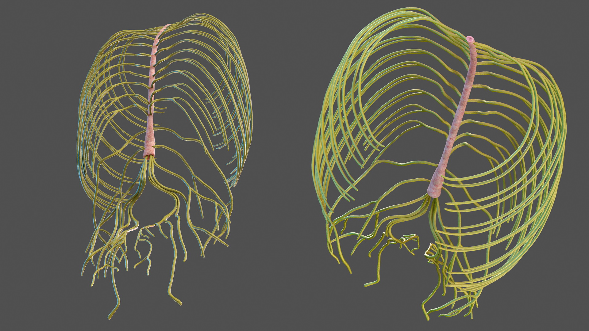 3D Human Torso Nervous System