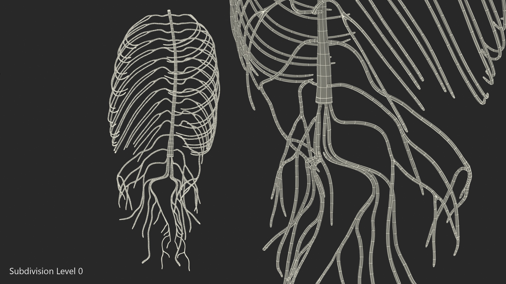 3D Human Torso Nervous System