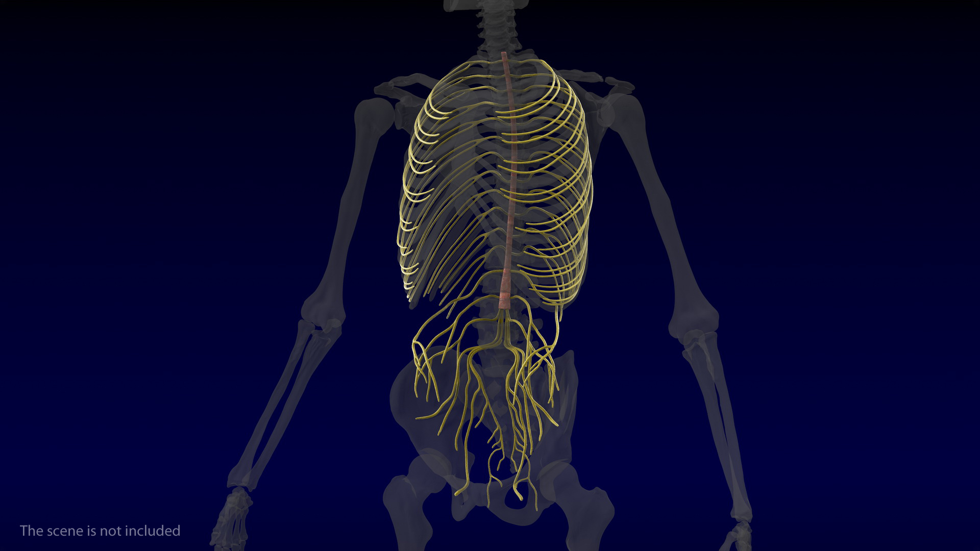 3D Human Torso Nervous System