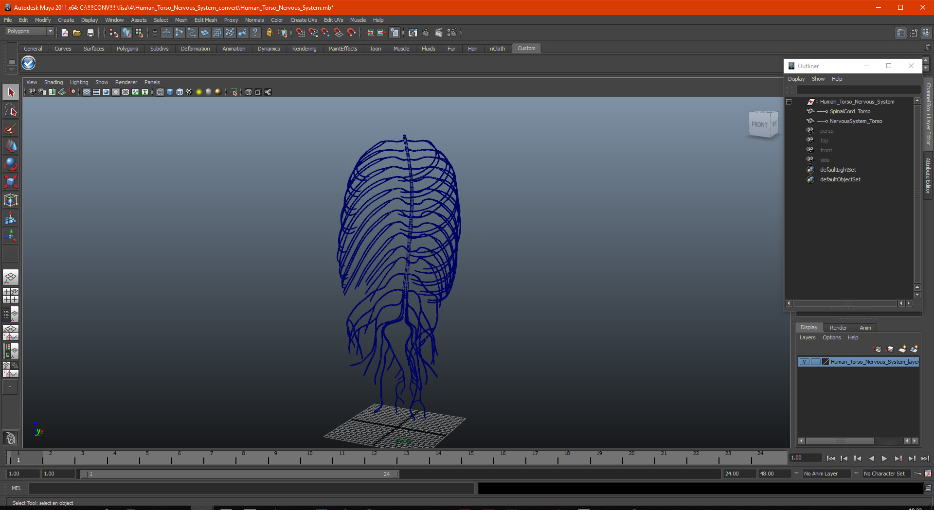 3D Human Torso Nervous System