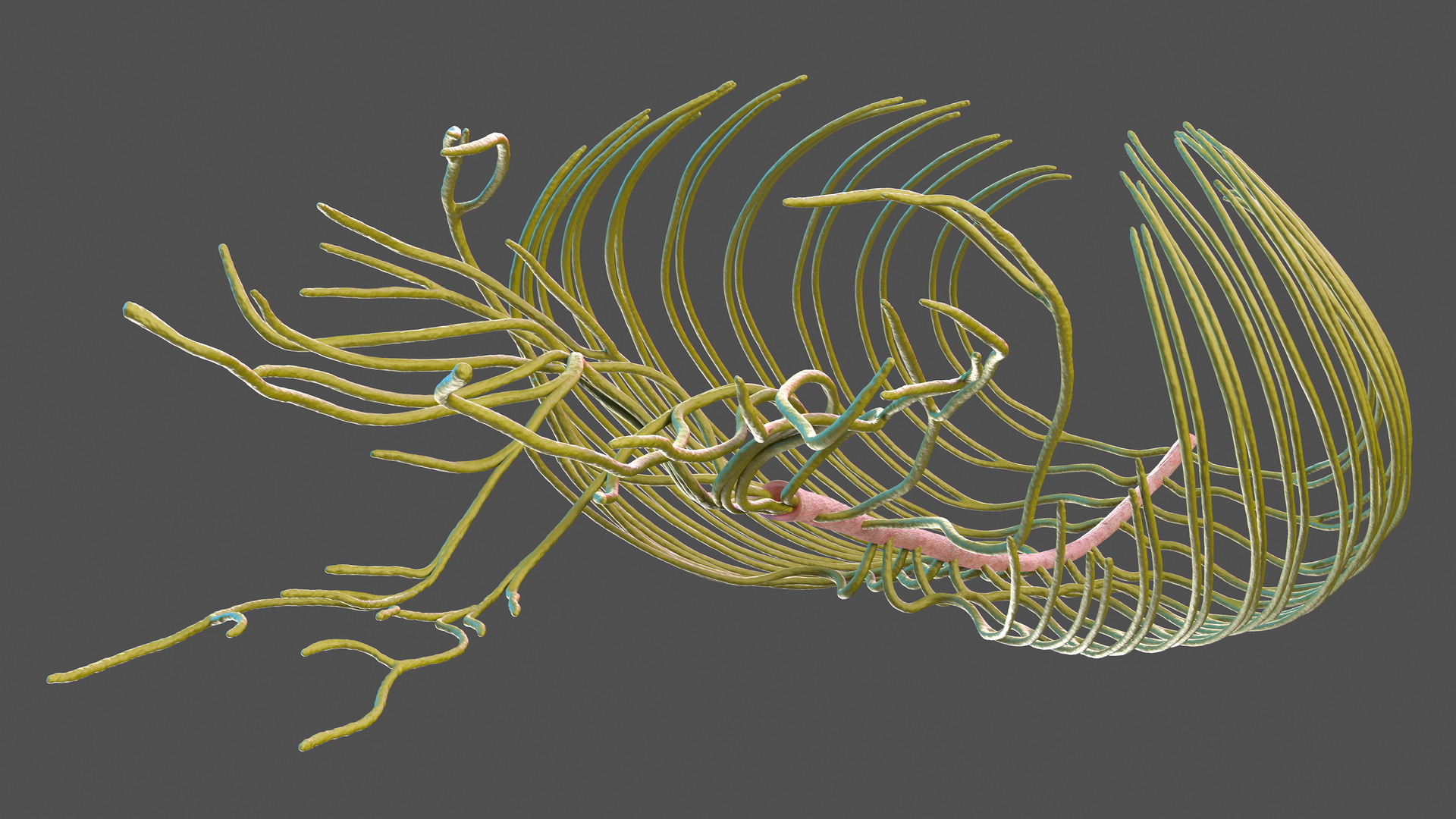 3D Human Torso Nervous System