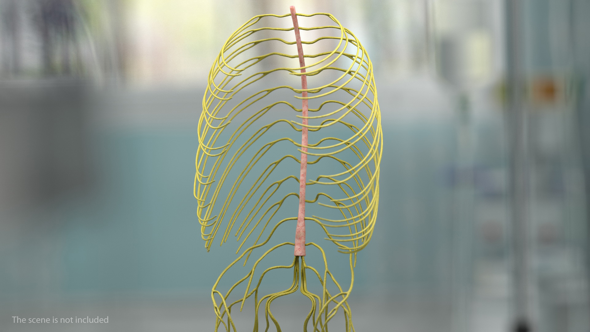 3D Human Torso Nervous System
