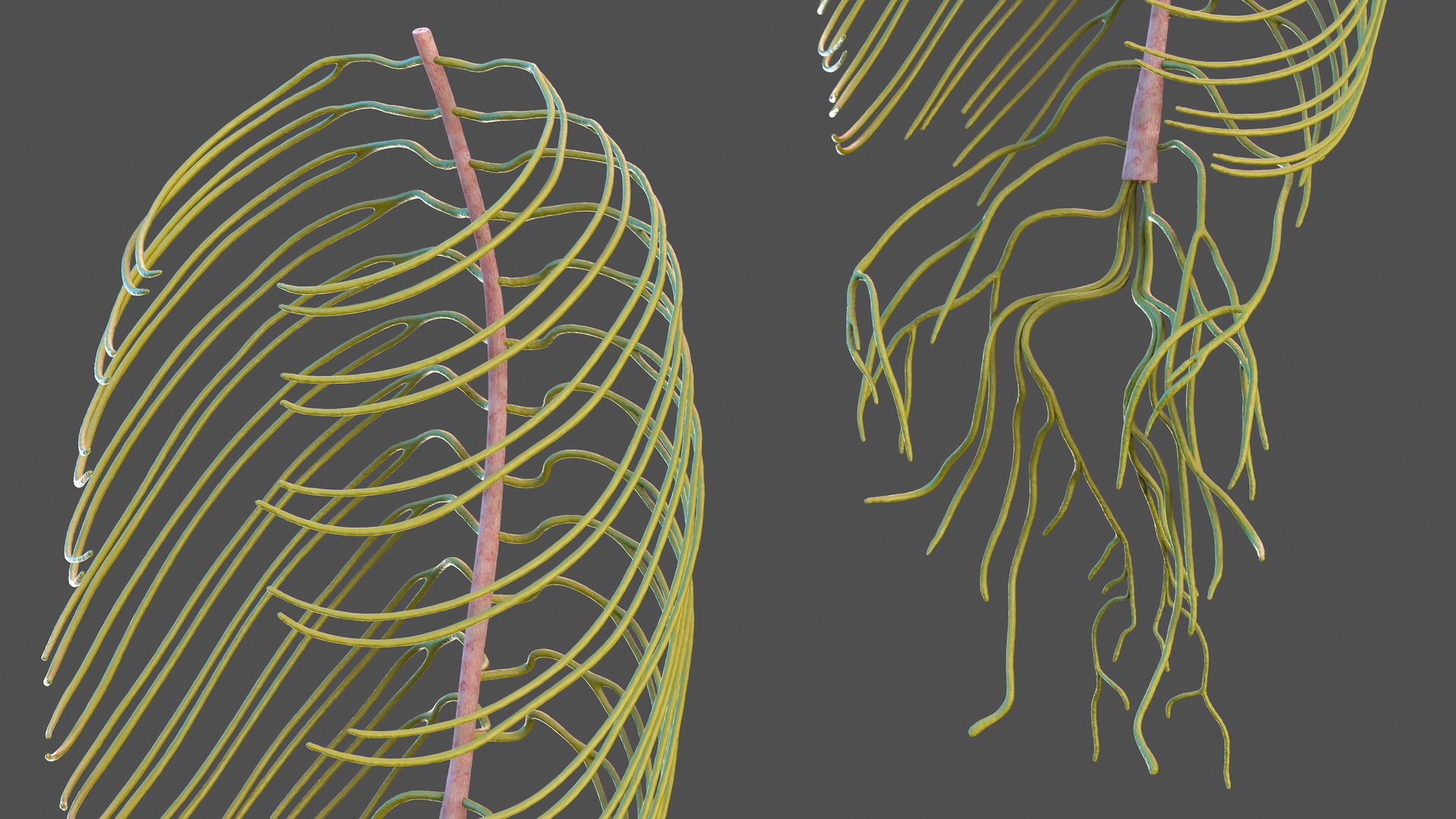 3D Human Torso Nervous System