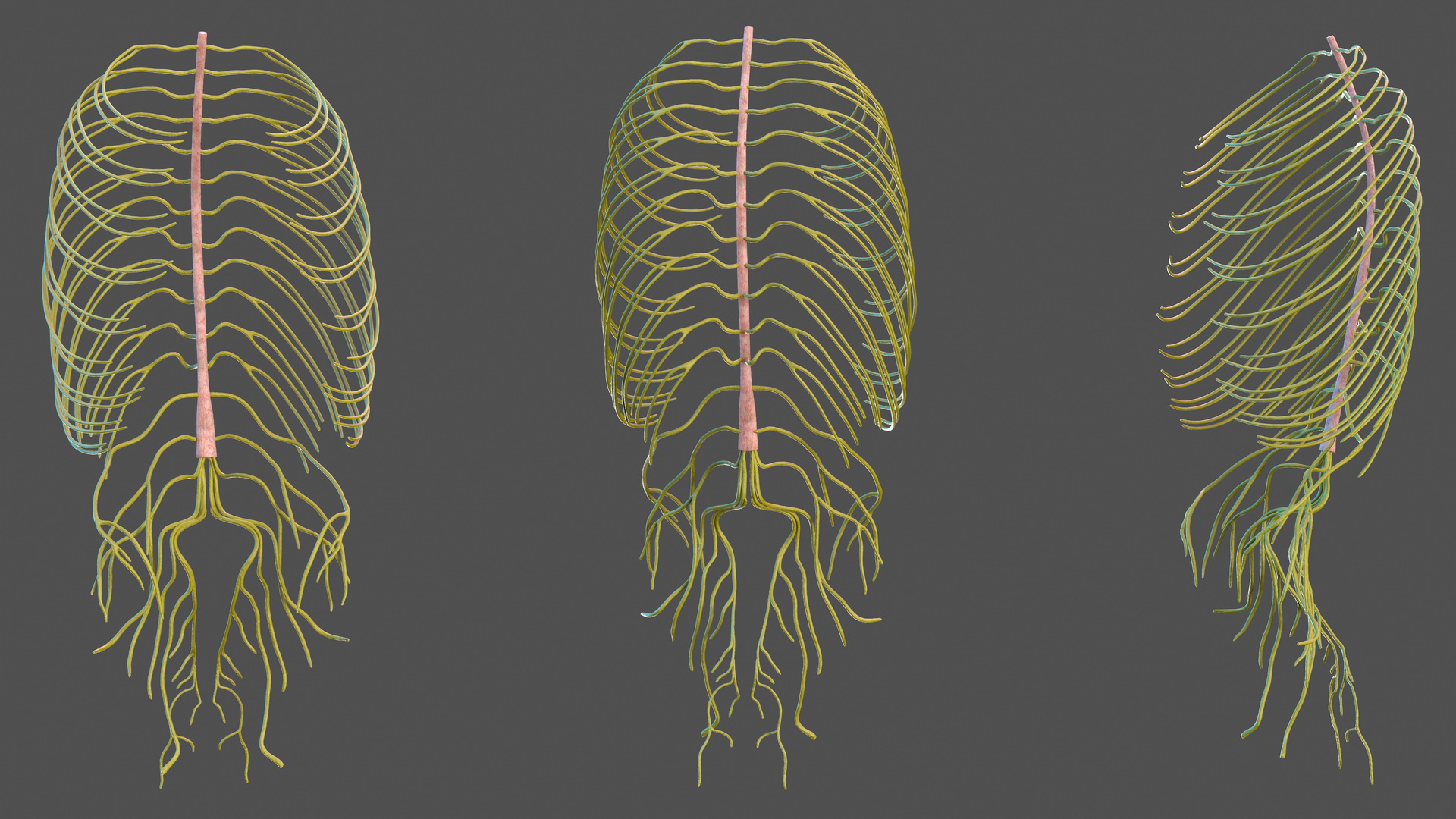 3D Human Torso Nervous System