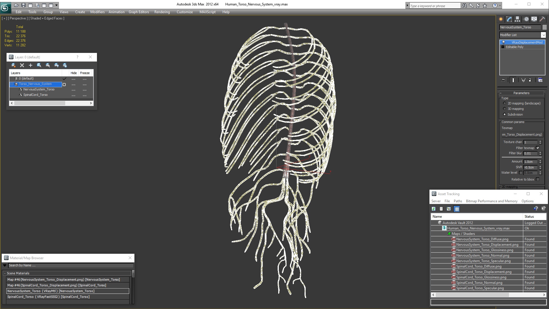 3D Human Torso Nervous System