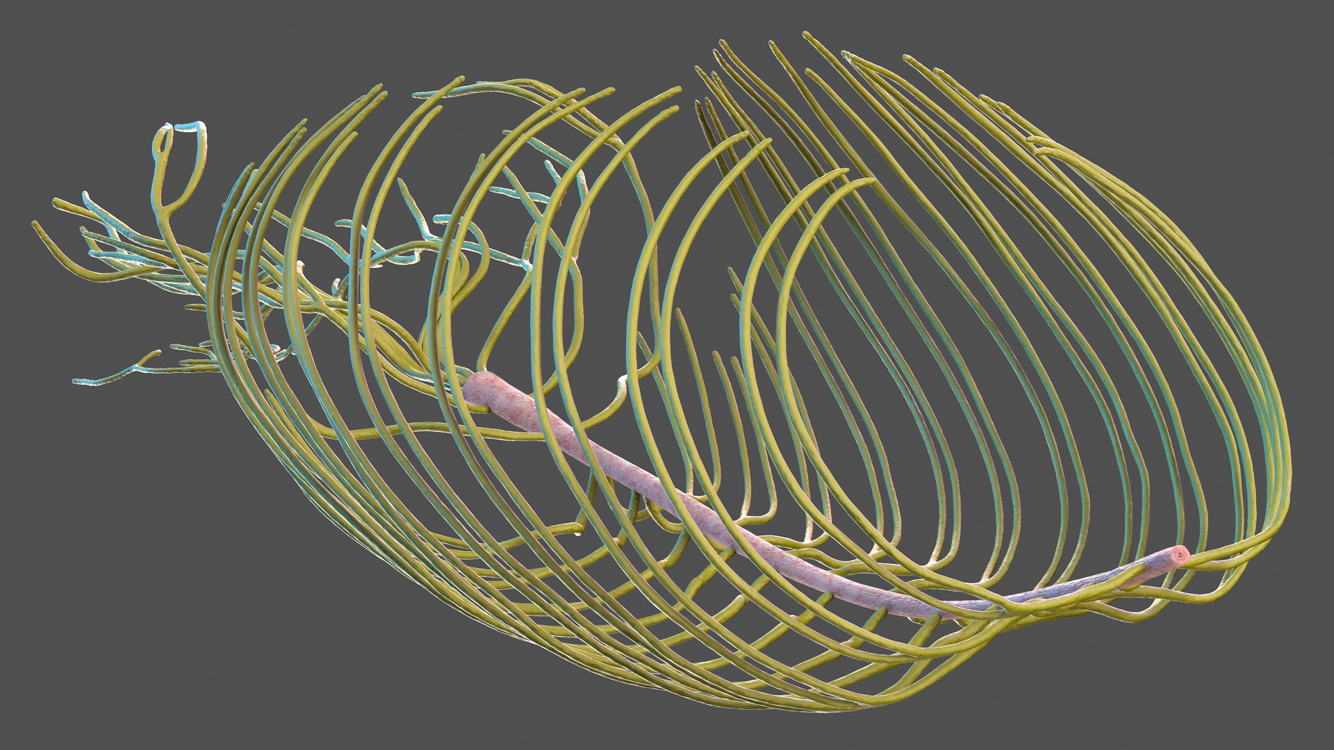 3D Human Torso Nervous System