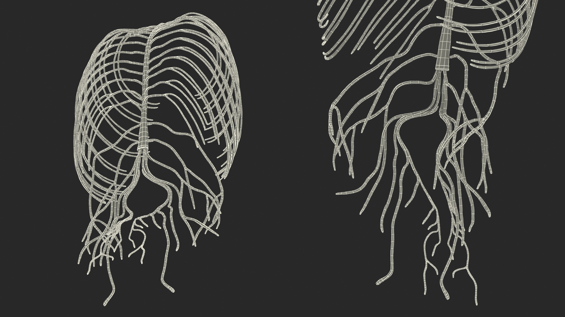 3D Human Torso Nervous System