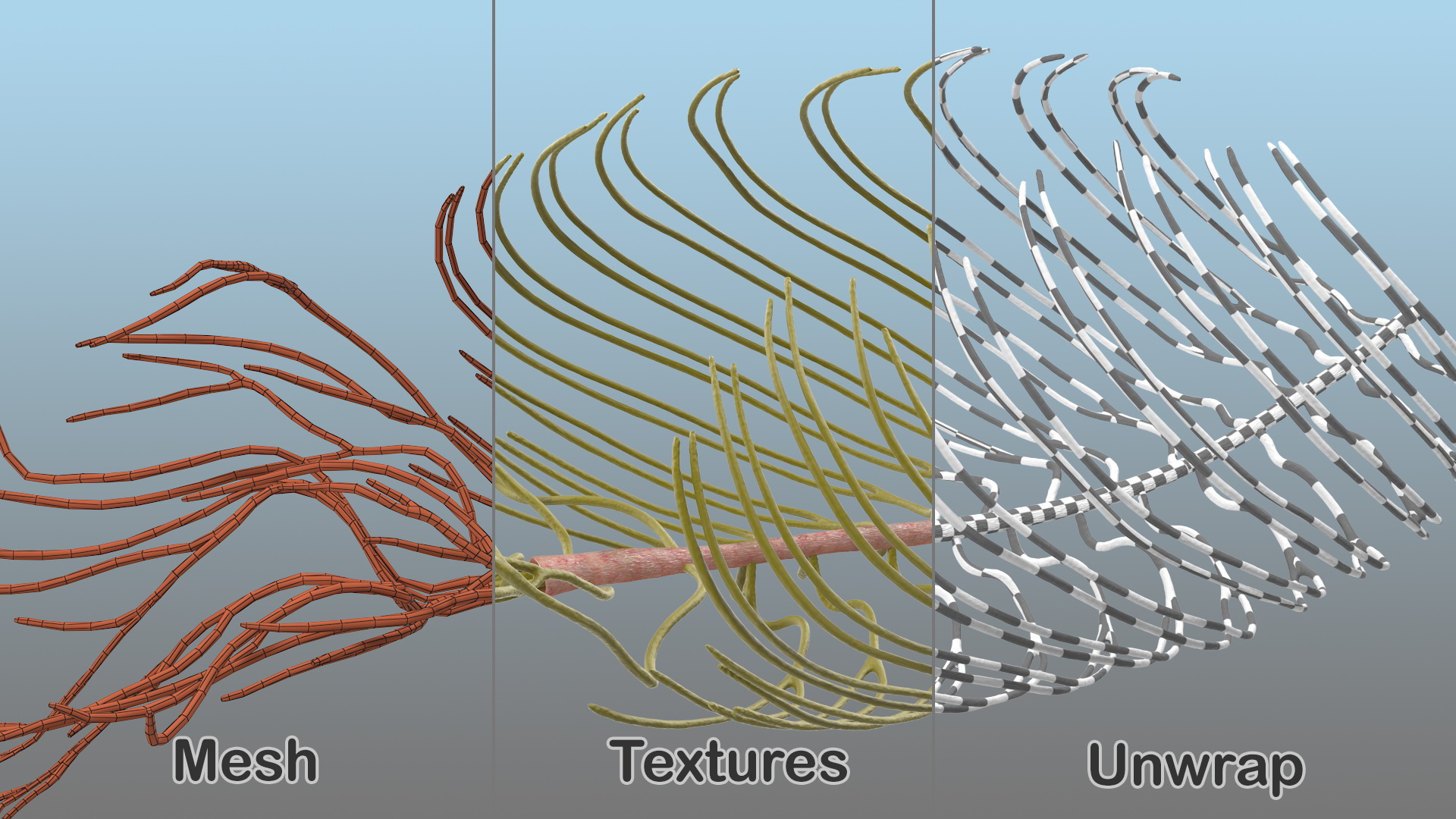 3D Human Torso Nervous System