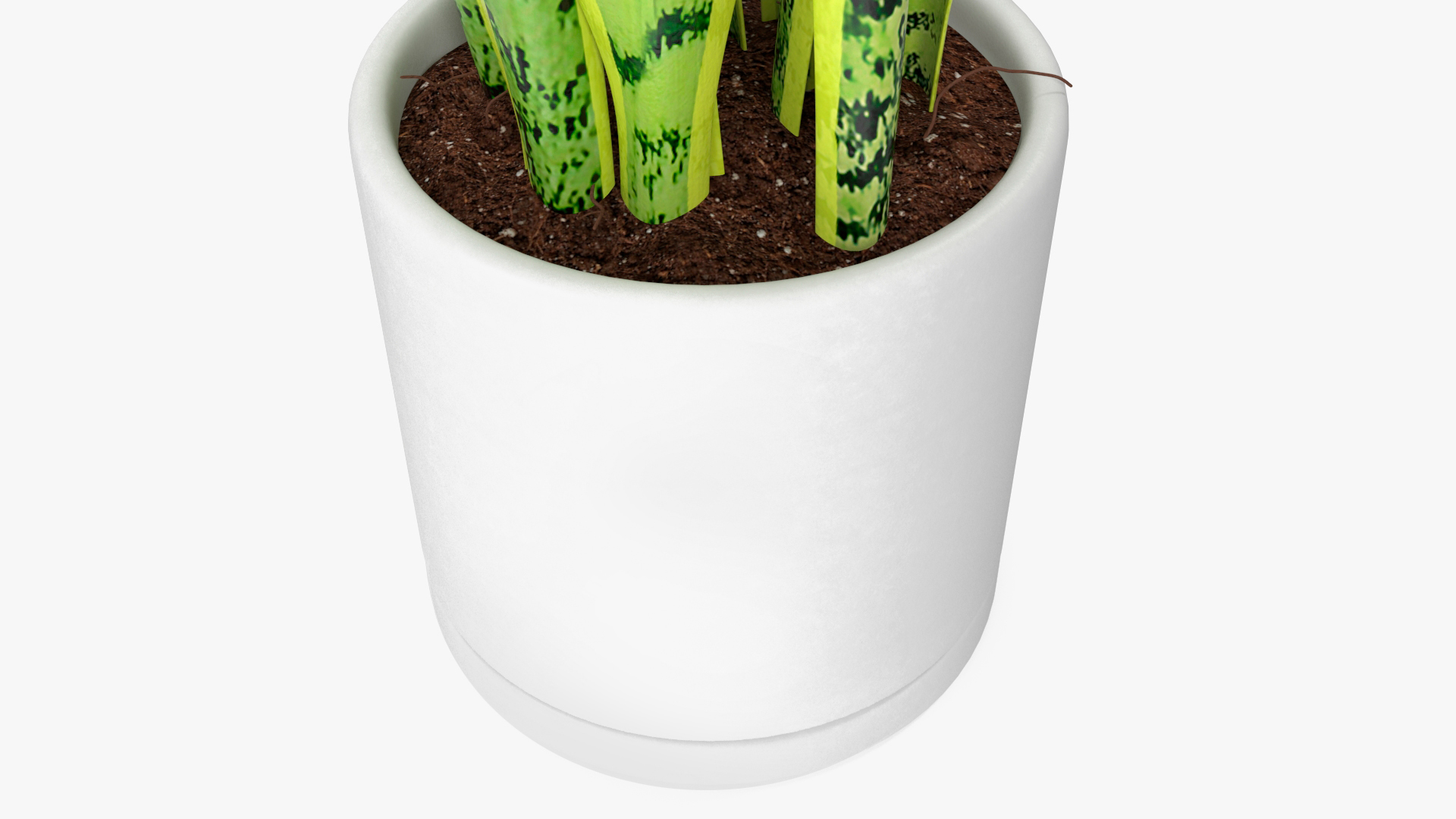 3D model Saint Georges Sword Plant