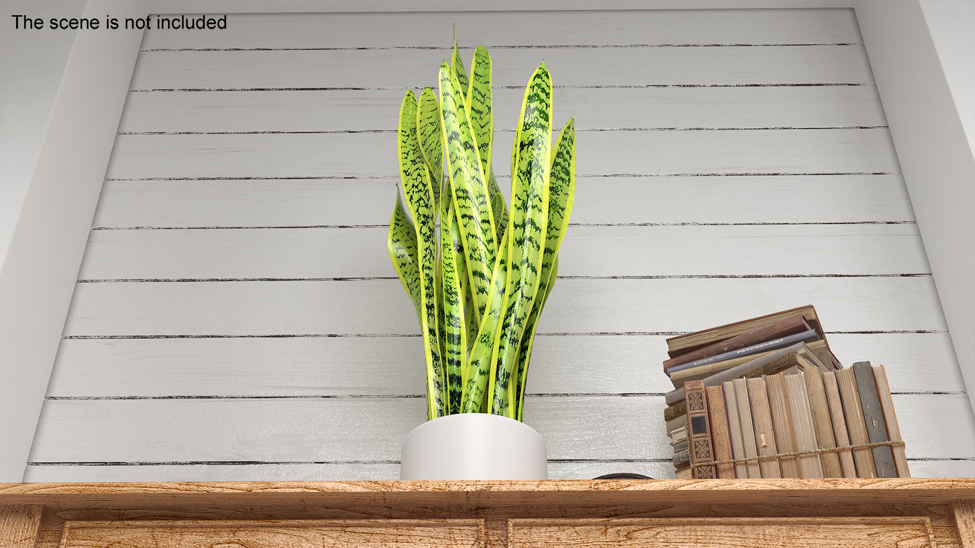 3D model Saint Georges Sword Plant