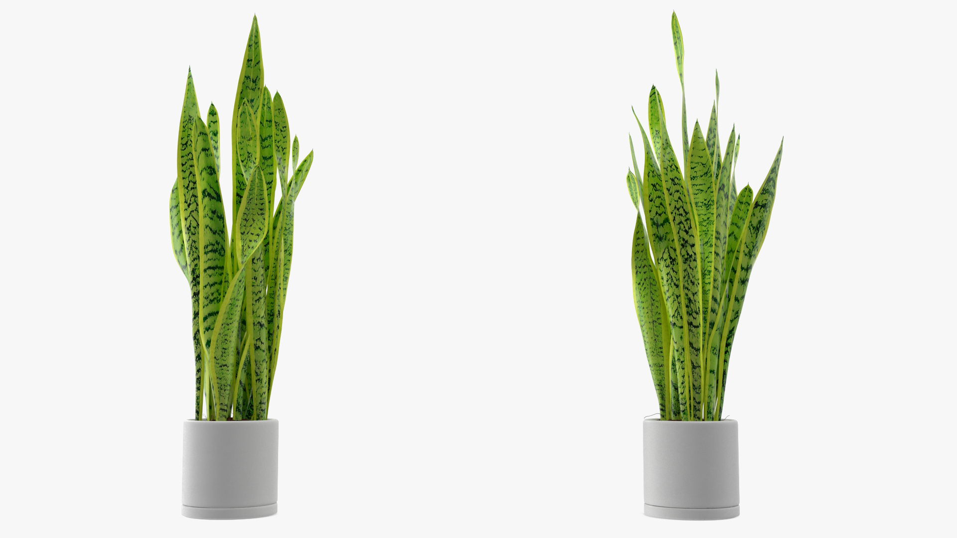 3D model Saint Georges Sword Plant