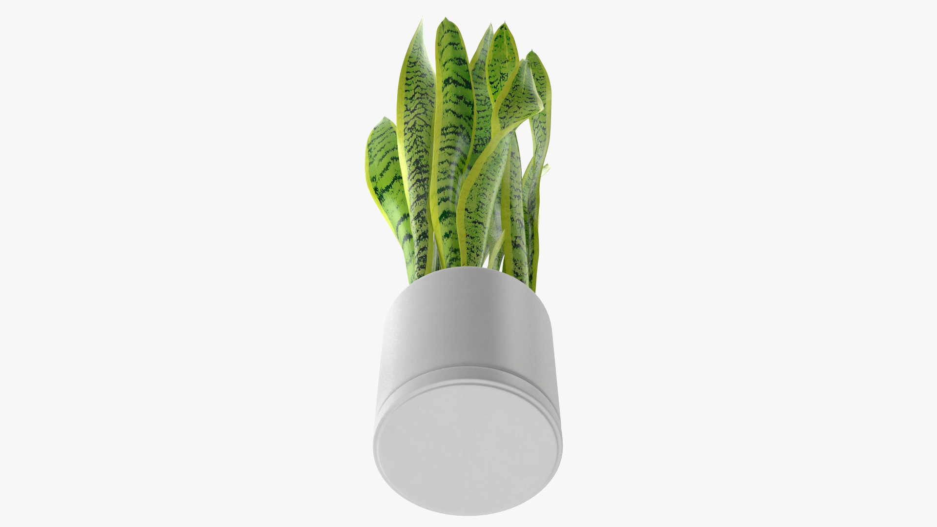3D model Saint Georges Sword Plant